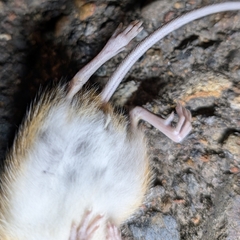 Pacific Jumping Mouse photo 3