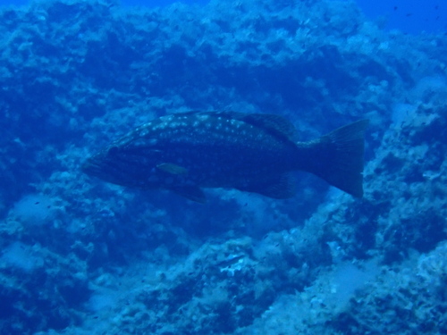 Mottled grouper (Mycteroperca rubra) — Serranidae — 5
