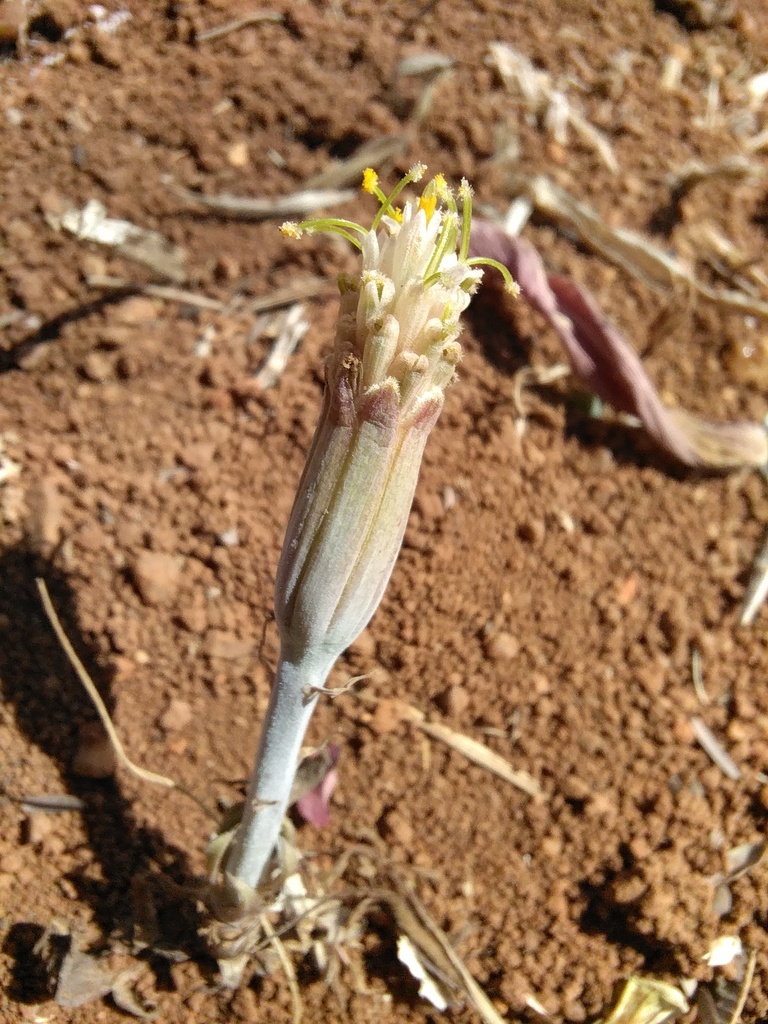 Kleinia venteri