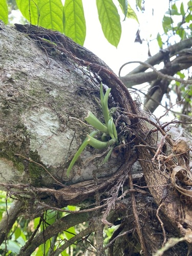 Liparis epiphytica