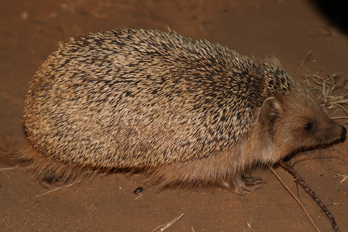 Daurian Hedgehog