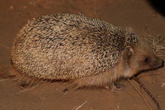 Mesechinus dauuricus