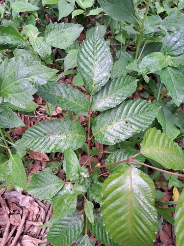 Leea guineensis