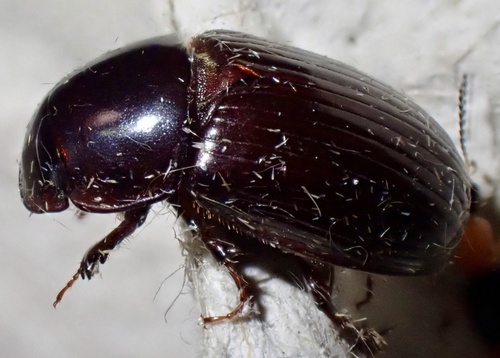 Night-flying Dung Beetle, Graafland, Groot-Ammers, South Holland, NL, photo 8 of 10