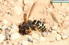 Ancistrocerus oviventris