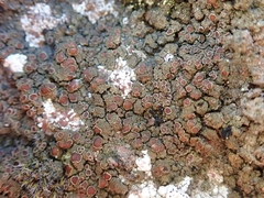 Fuscopannaria subimmixta