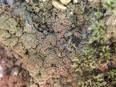 Fuscopannaria subimmixta