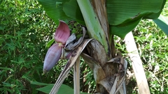 Musa acuminata