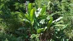 Musa acuminata