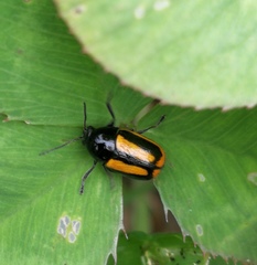 Cryptocephalus vittatus