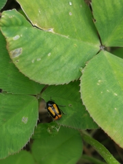 Cryptocephalus vittatus