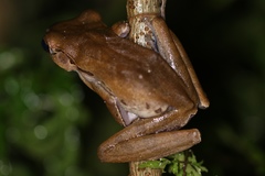 Polypedates macrotis