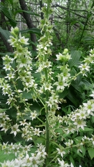 Veratrum grandiflorum