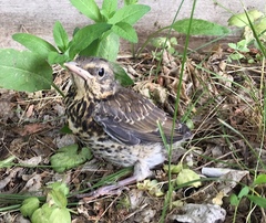 Turdus pilaris