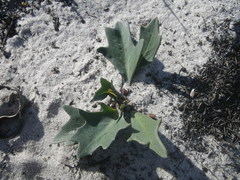 Othonna digitata