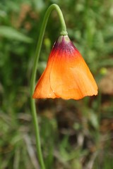 Papaver heterophyllum