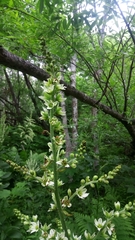 Veratrum grandiflorum