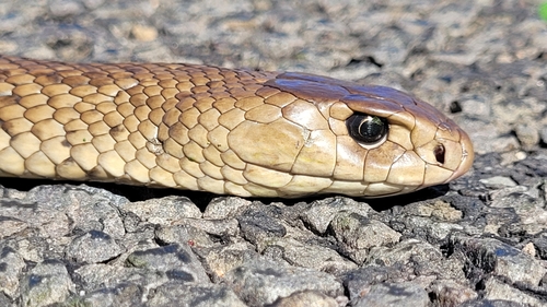 Eastern Brown Snake sighting