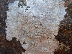 Lecanora farinacea