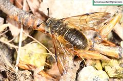 Cimbicidae
