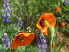 Papaver heterophyllum