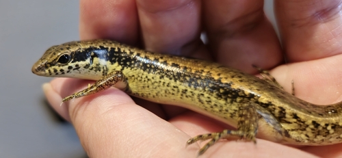 Brown Forest Skink