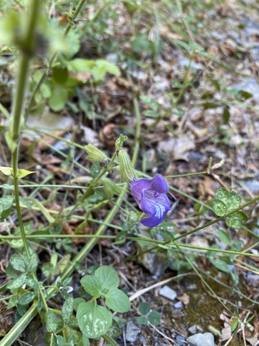 Image of Salvia ringens by (c) krumpianking, some rights reserved (CC BY)