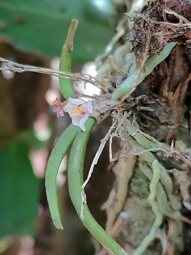 Wongi fairy bells (Sarcochilus loganii)