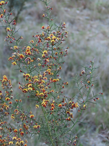 Image of Daviesia genistifolia by (c) ian_mcallan, some rights reserved (CC BY)