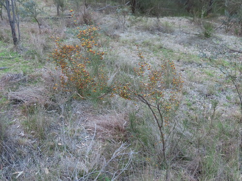 Image of Daviesia genistifolia by (c) ian_mcallan, some rights reserved (CC BY)