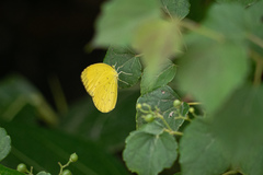 Eurema blanda arsakia
