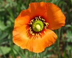 Papaver heterophyllum