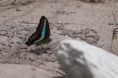 Graphium sarpedon connectens