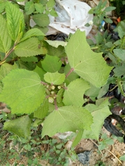 Triumfetta rhomboidea