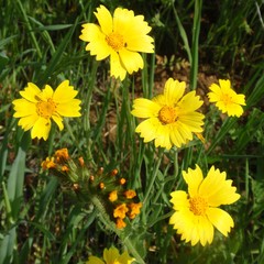 Monolopia lanceolata