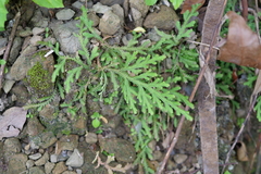 Selaginella repanda