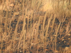Echium glomeratum