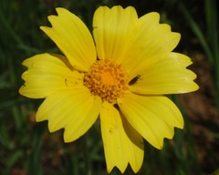 Monolopia lanceolata