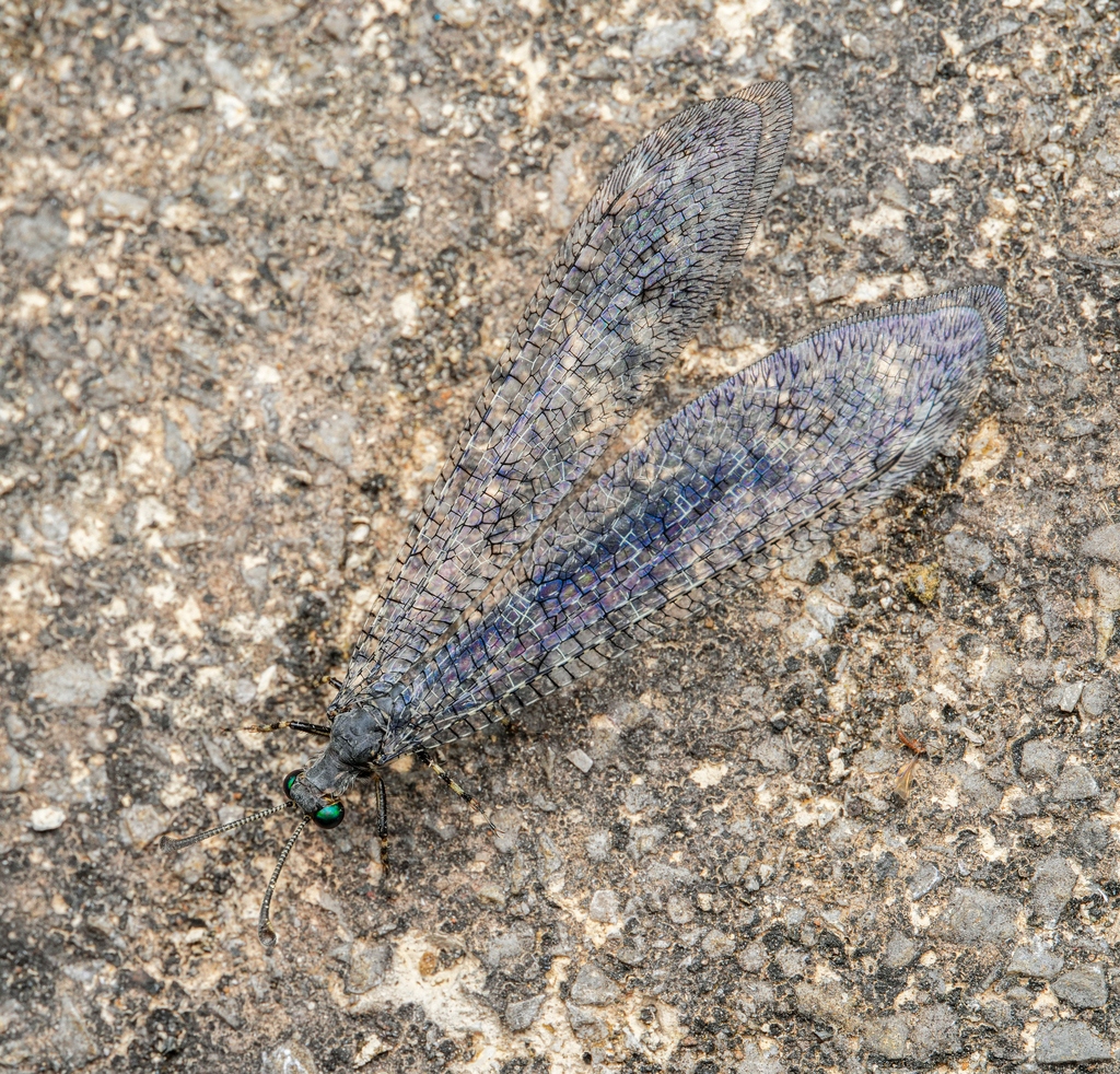 Layahima valida