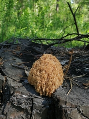 Artomyces microsporus