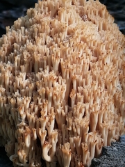 Artomyces microsporus