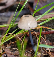 Entoloma albidocoeruleum
