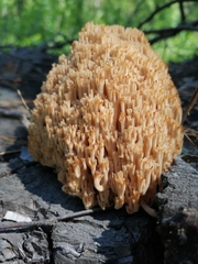 Artomyces microsporus