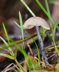 Entoloma albidocoeruleum