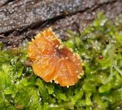 Neobarya agaricicola