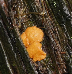 Trichoderma nothescens