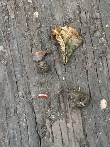Trichoniscidae