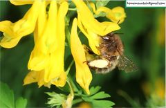 Anthophora villosula