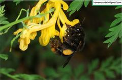 Bombus koreanus