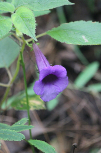 Achimenes hintoniana (Achimenes hintoniana)